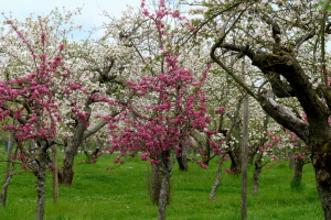 Blütenwanderung mit Bio-Vesper – Blütenträume unter Apfelbäumen