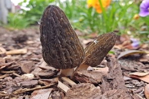 Pilzlehrwanderung in den Frühling! - Exkursion in den Frankfurter Stadtwald