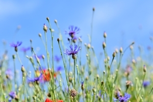 pixabay_mountain-bluets-3440640_1280