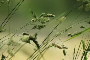 pixabay_grasses-7304572_1280