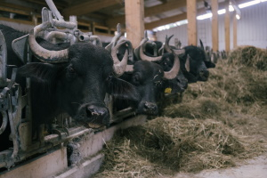 MGH Gutes aus Hessen-Spezial: Wasserbüffelzucht und Käseherstellung – Hofführung auf dem Marienhof