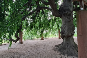 Die Welt der Stadtbäume - Ein Spaziergang mitten in der City